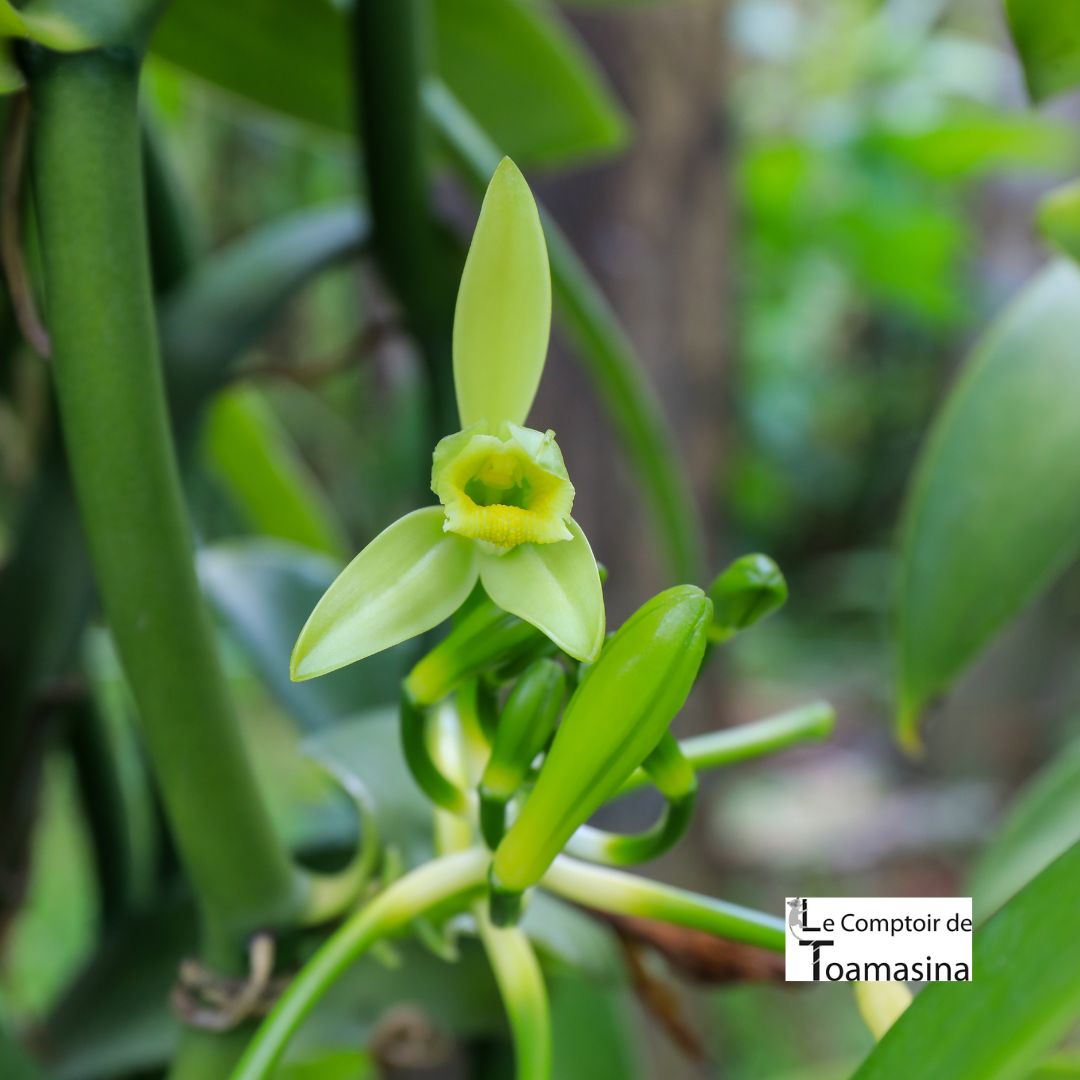 Fleur de vanille de face